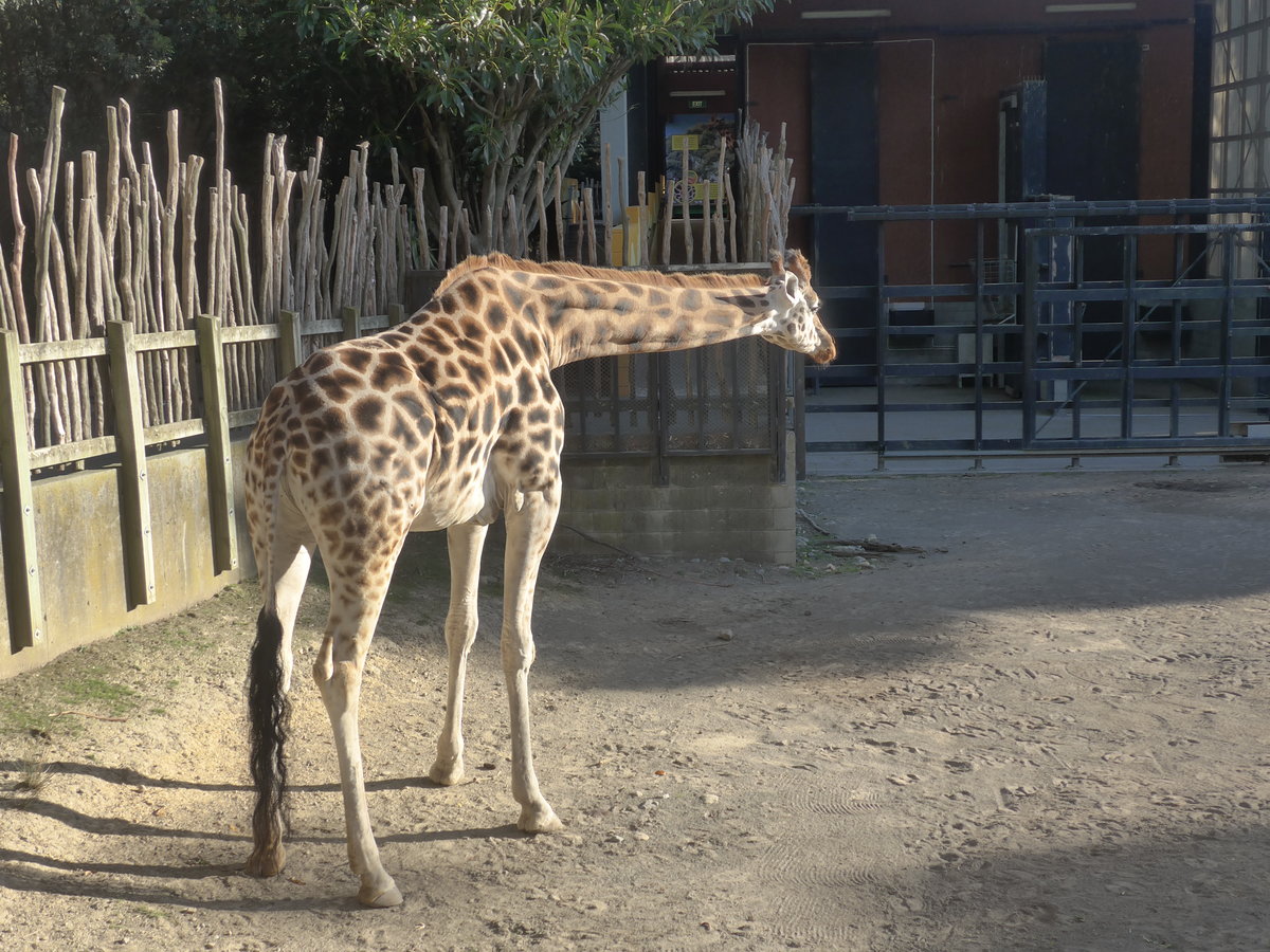 (191'486) - Giraffe am 26. April 2018 in Wellington, ZOO