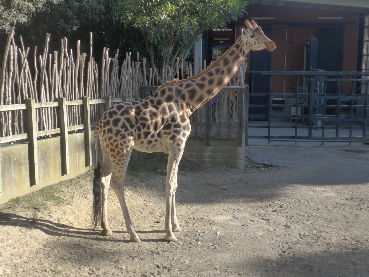 (191'491) - Giraffe am 26. April 2018 in Wellington, ZOO