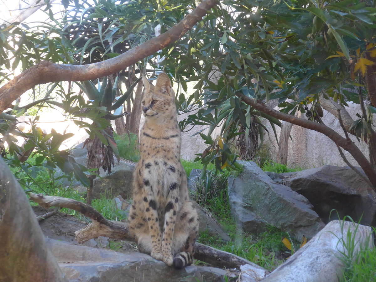 (191'493) - Wildkatzen am 26. April 2018 in Wellington, ZOO