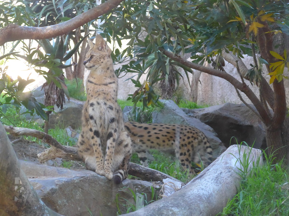 (191'495) - Zwei Wildkatzen am 26. April 2018 in Wellington, ZOO