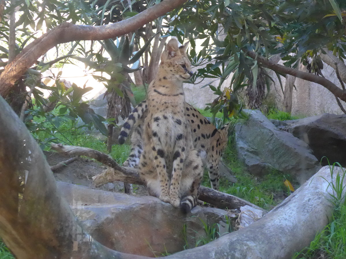 (191'497) - Zwei Wildkatzen am 26. April 2018 in Wellington, ZOO