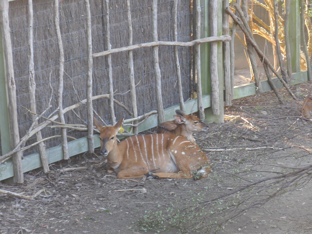 (191'505) - Antilopen am 26. April 2018 in Wellington, ZOO