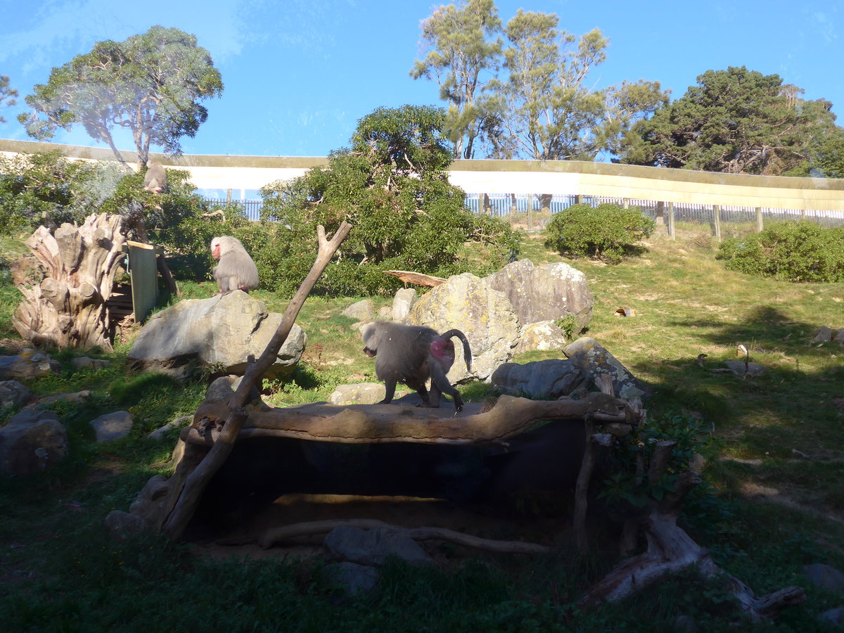 (191'509) - Drei Affen am 26. April 2018 in Wellington, ZOO