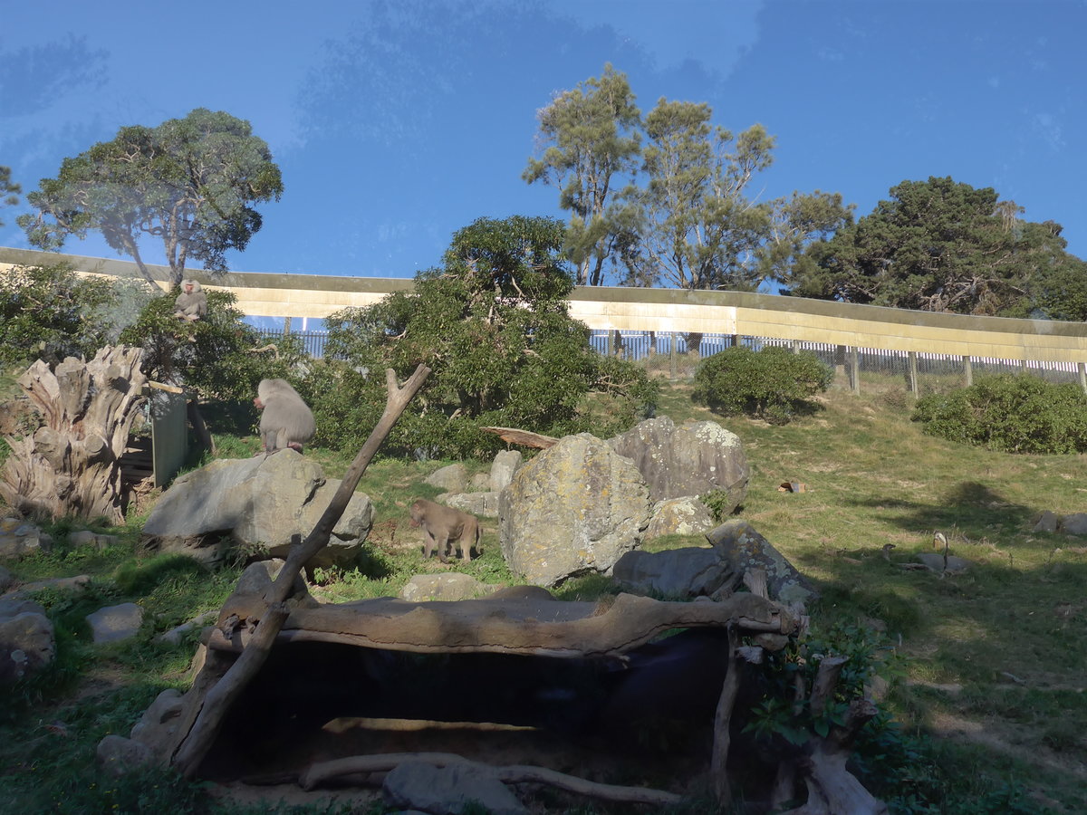 (191'510) - Drei Affen am 26. April 2018 in Wellington, ZOO