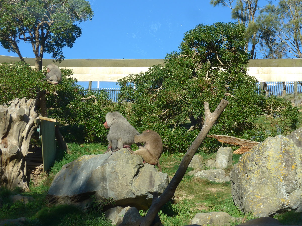 (191'511) - Drei Affen am 26. April 2018 in Wellington, ZOO