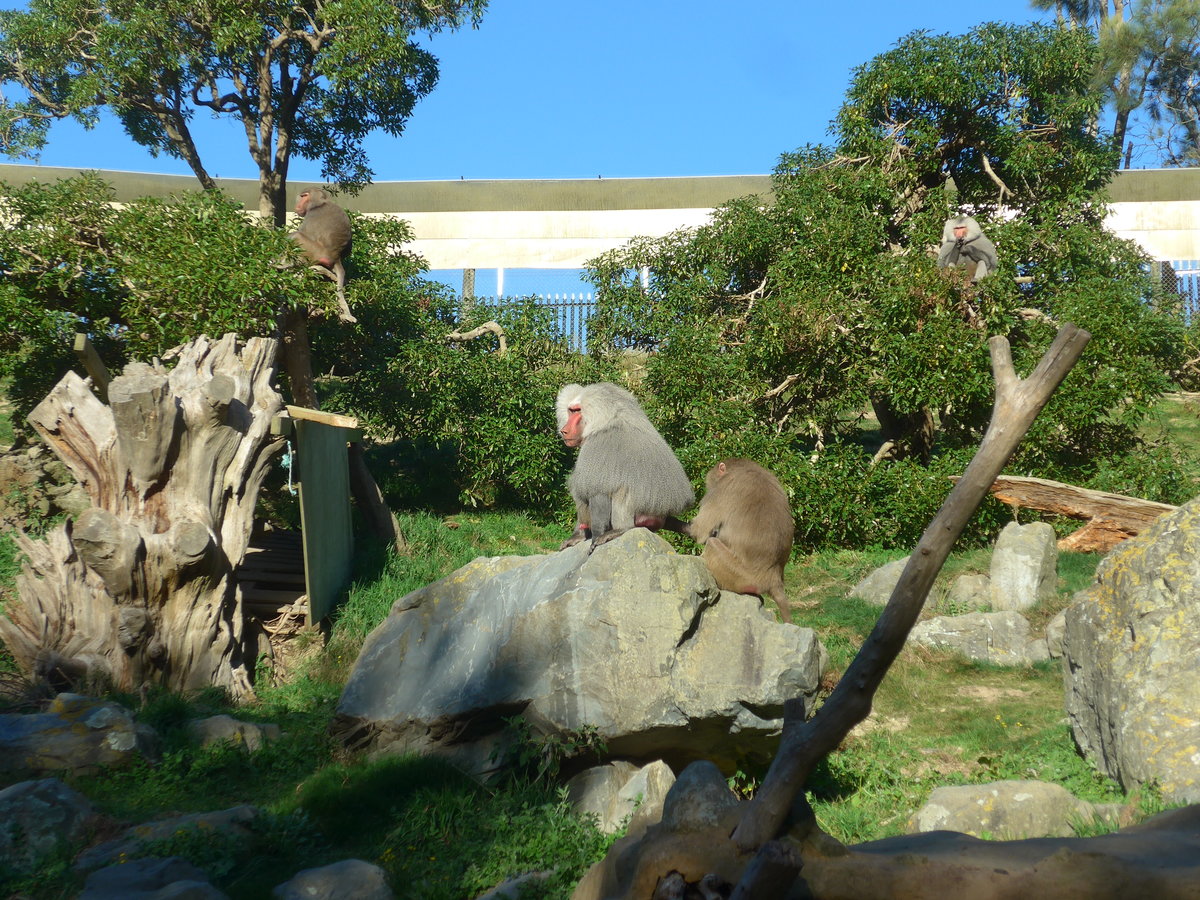 (191'512) - Vier Affen am 26. April 2018 in Wellington, ZOO