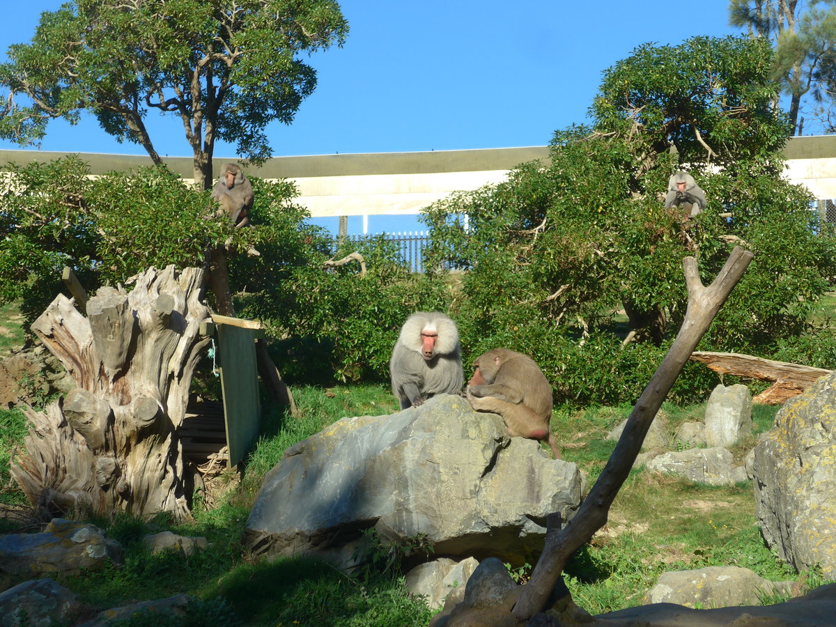 (191'513) - Vier Affen am 26. April 2018 in Wellington, ZOO