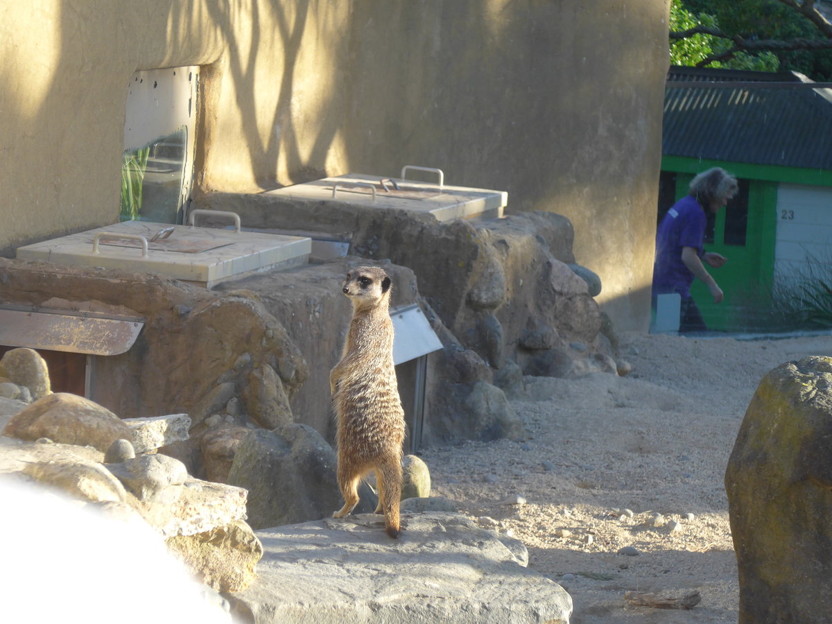 (191'522) - Erdm�nnchen am 26. April 2018 in Wellington, ZOO