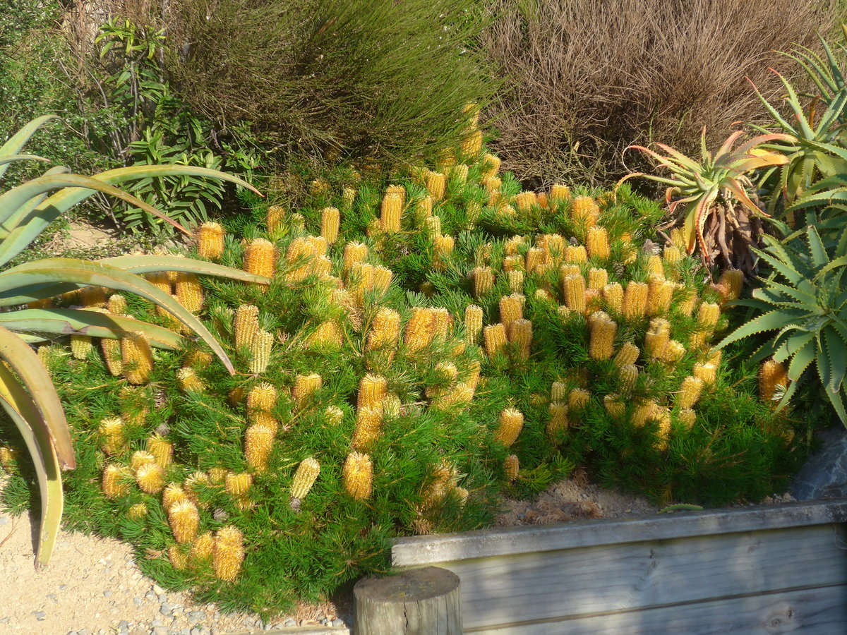 (191'524) - Bl�hende Pflanze am 26. April 2018 in Wellington, ZOO