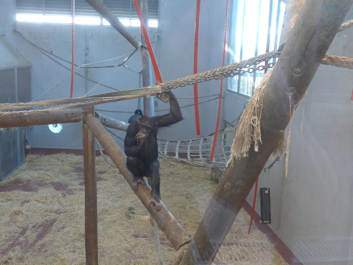 (191'526) - Affe am 26. April 2018 in Wellington, ZOO