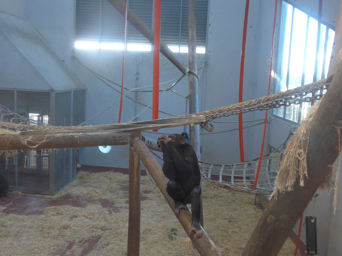 (191'527) - Affe am 26. April 2018 in Wellington, ZOO