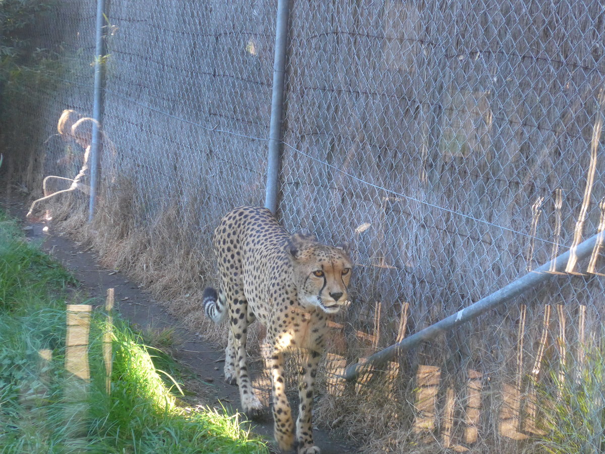 (191'529) - Gepard am 26. April 2018 in Wellington, ZOO