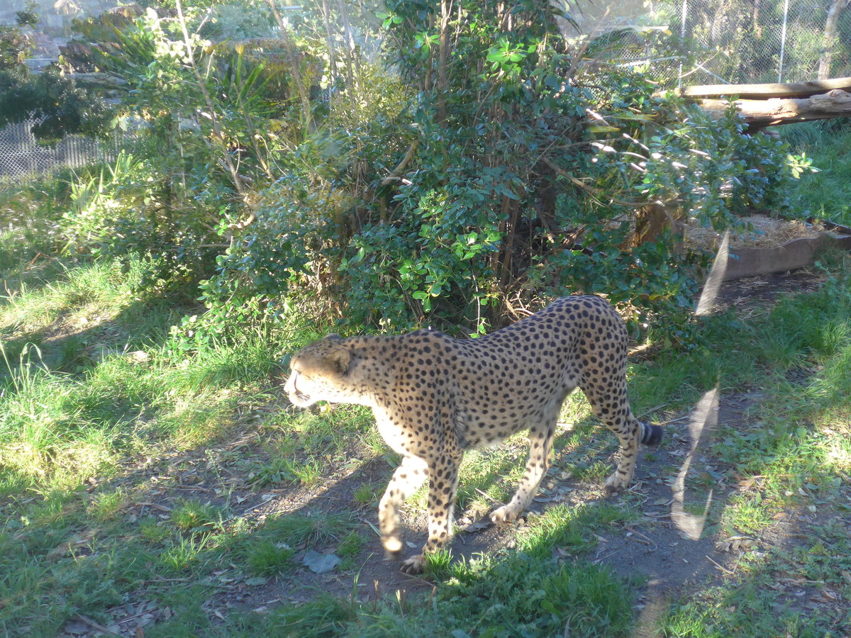 (191'530) - Gepard am 26. April 2018 in Wellington, ZOO