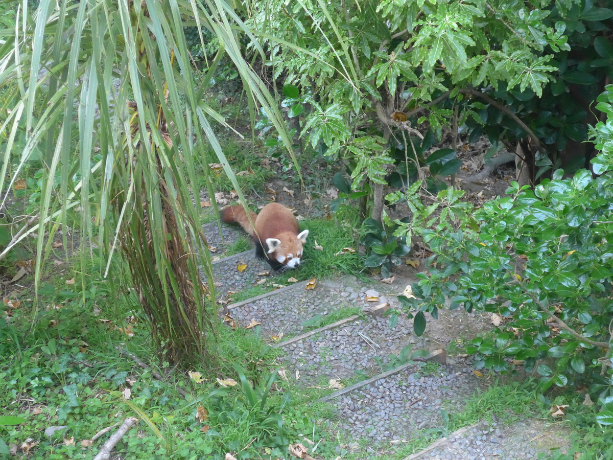 (191'535) - Roter Panda am 26. April 2018 in Wellington, ZOO
