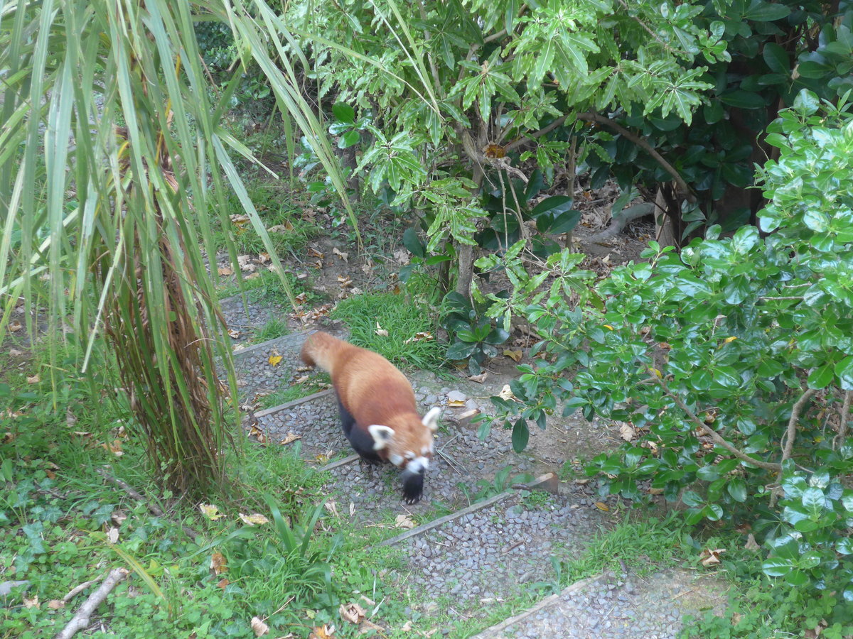 (191'536) - Roter Panda am 26. April 2018 in Wellington, ZOO