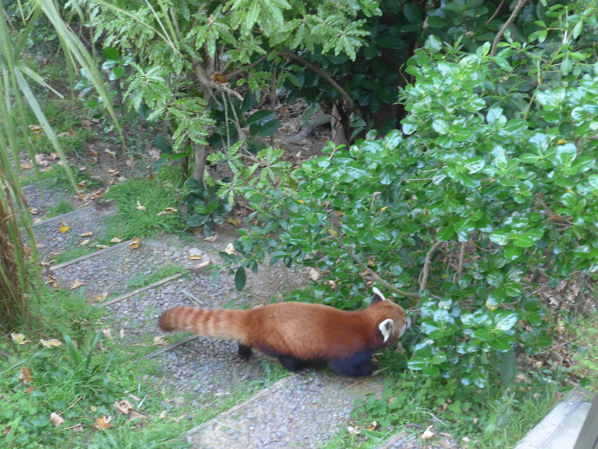 (191'537) - Roter Panda am 26. April 2018 in Wellington, ZOO