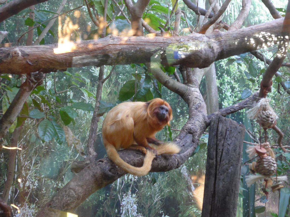 (191'541) - Affe am 26. April 2018 in Wellington, ZOO