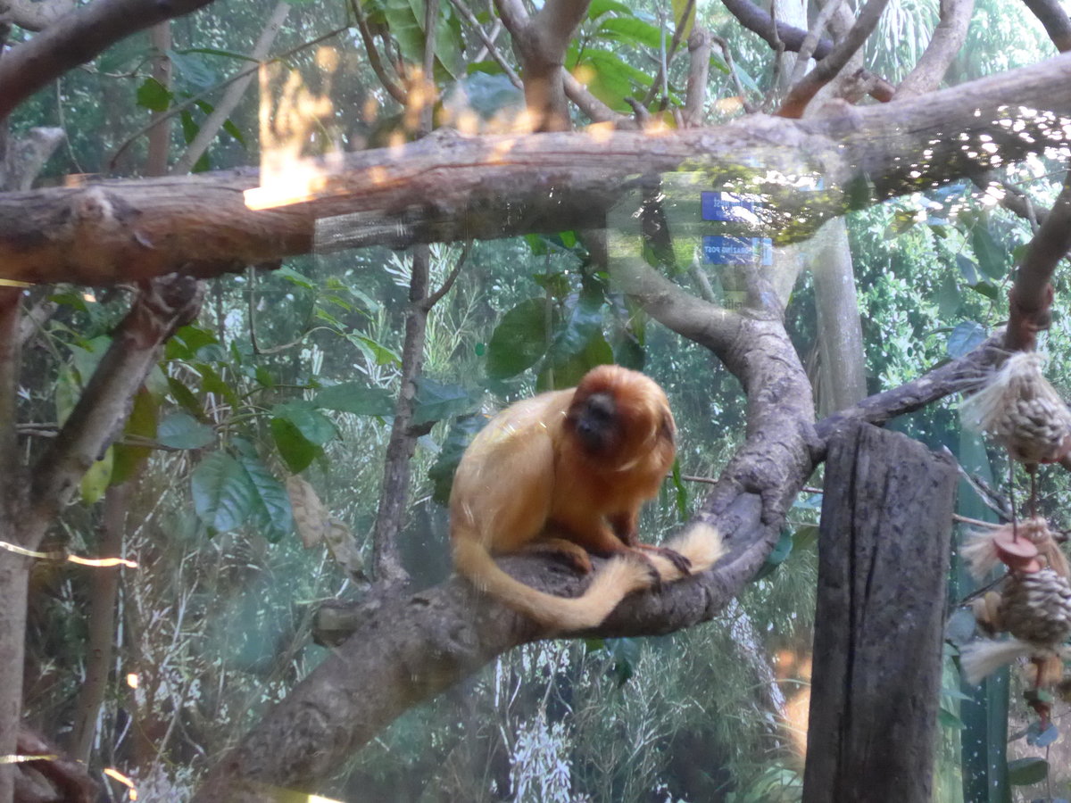 (191'542) - Affe am 26. April 2018 in Wellington, ZOO