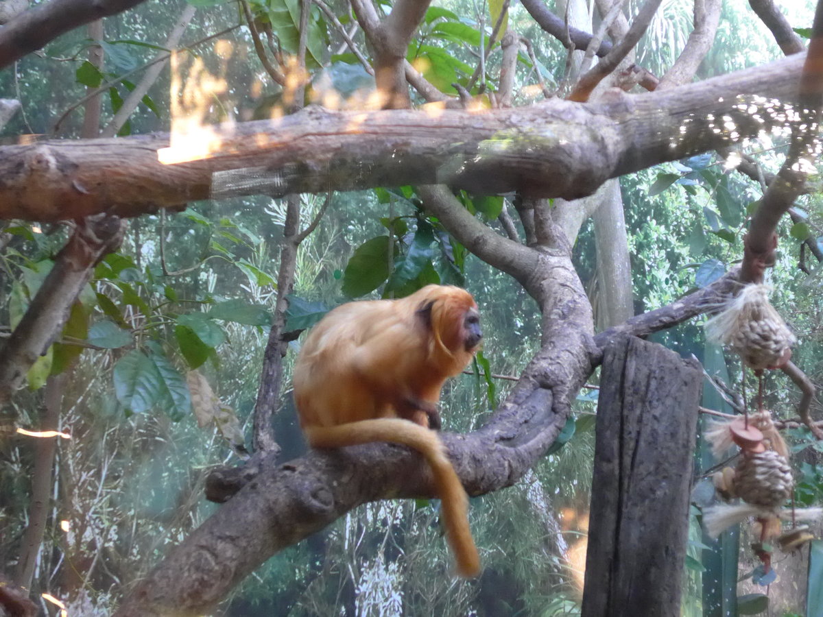 (191'543) - Affe am 26. April 2018 in Wellington, ZOO