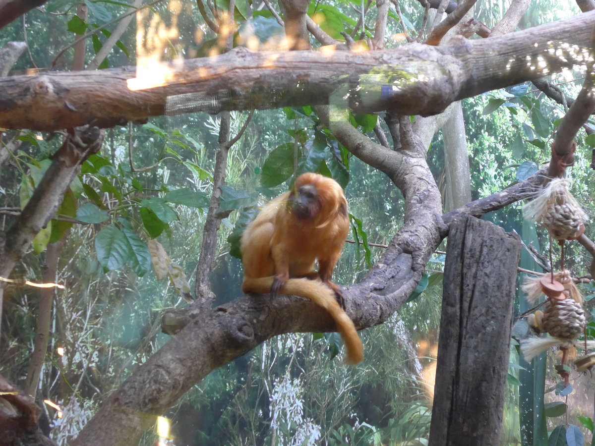(191'544) - Affe am 26. April 2018 in Wellington, ZOO