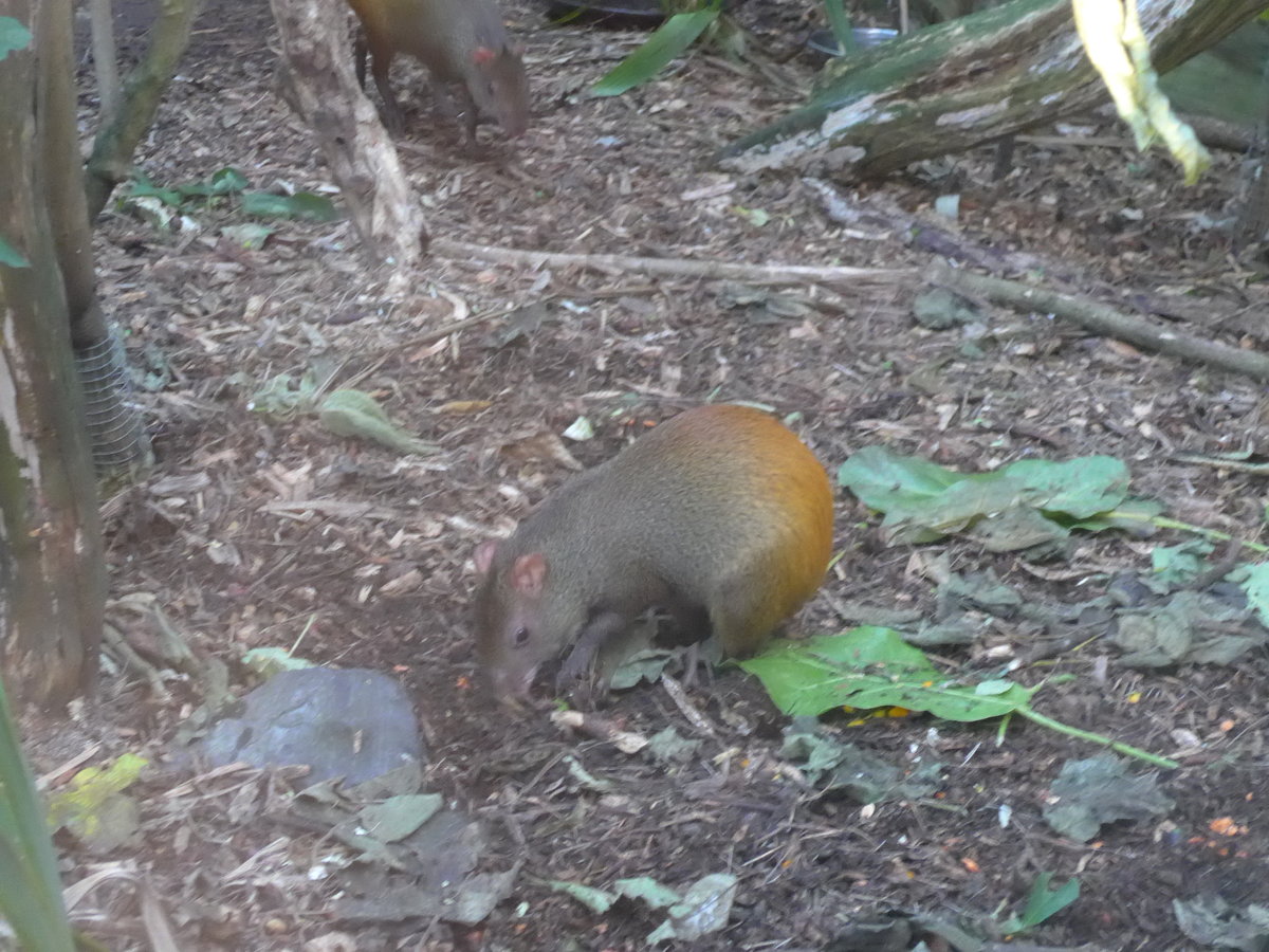 (191'547) - Zwei Agutis am 26. April 2018 in Wellington, ZOO