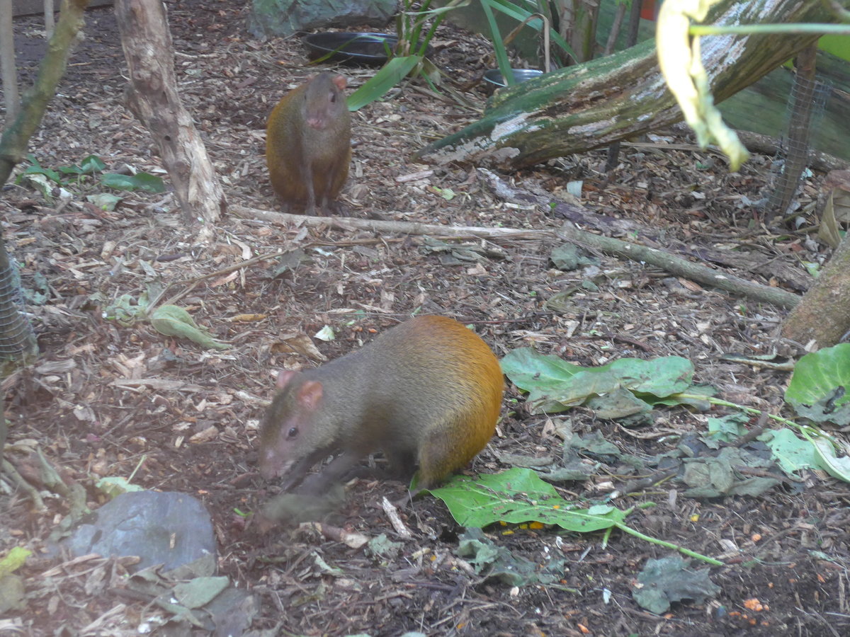 (191'548) - Zwei Agutis am 26. April 2018 in Wellington, ZOO