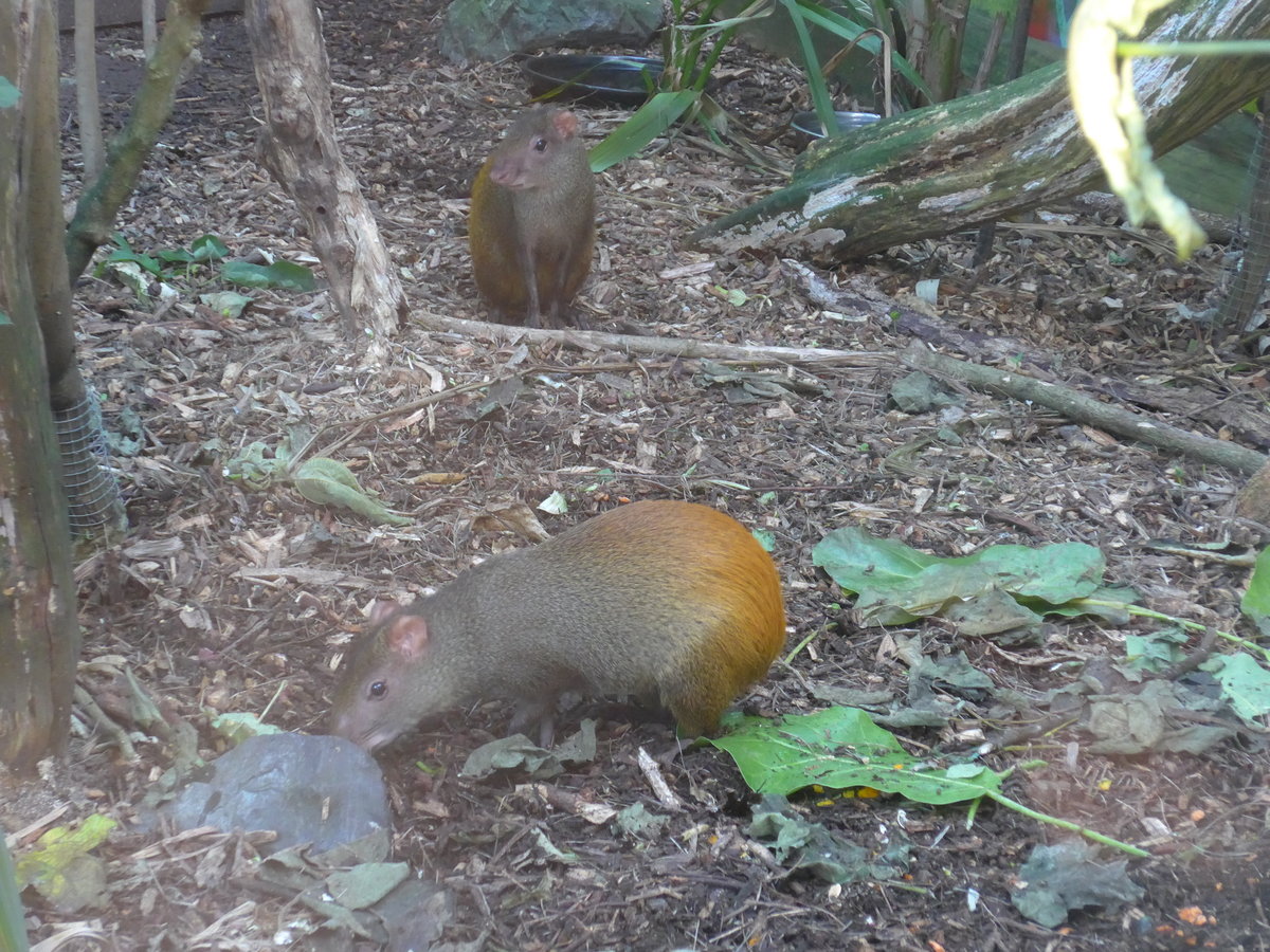 (191'549) - Zwei Agutis am 26. April 2018 in Wellington, ZOO