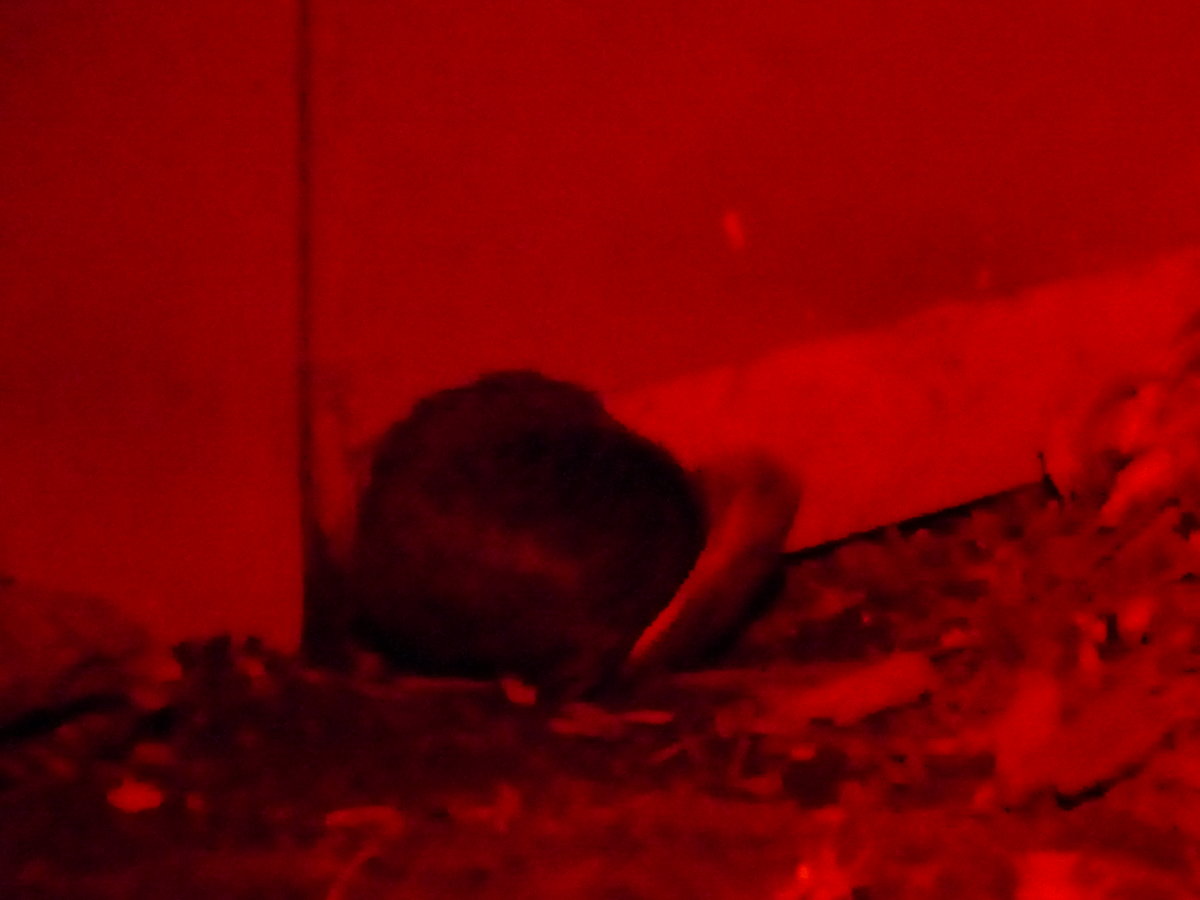 (191'552) - Kiwi am 26. April 2018 in Wellington, ZOO