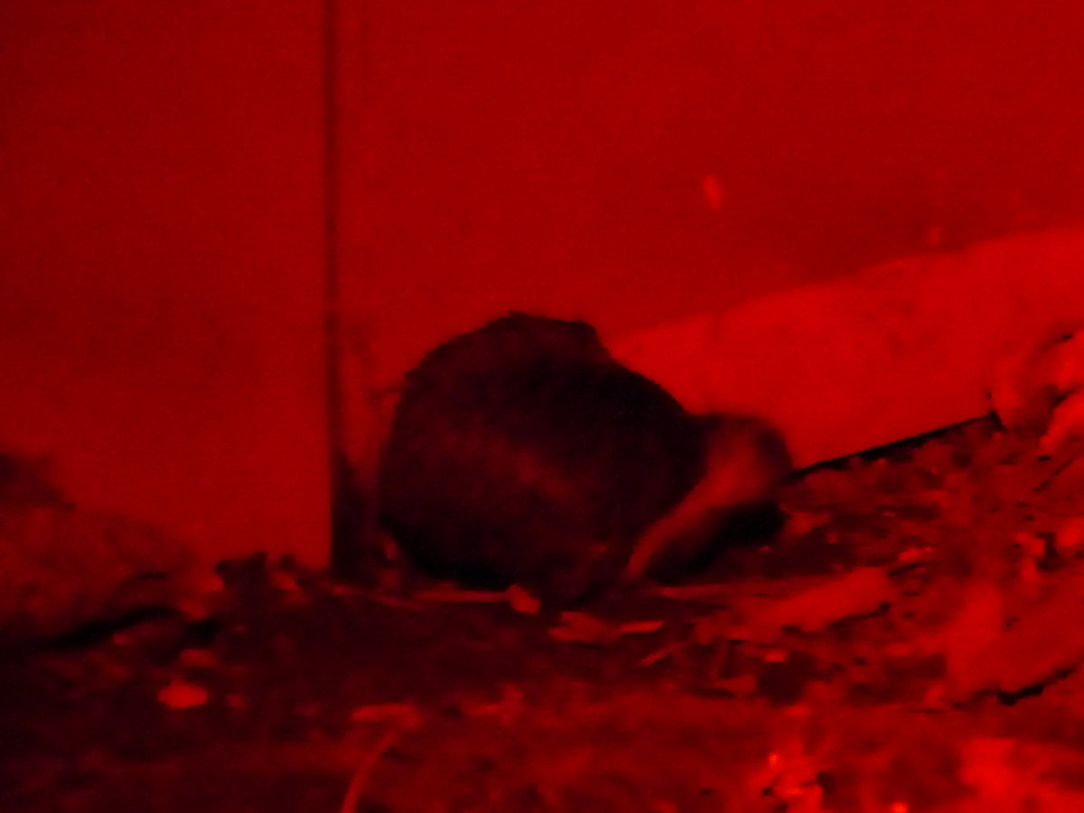 (191'553) - Kiwi am 26. April 2018 in Wellington, ZOO