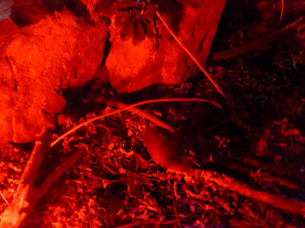 (191'554) - Kiwi am 26. April 2018 in Wellington, ZOO