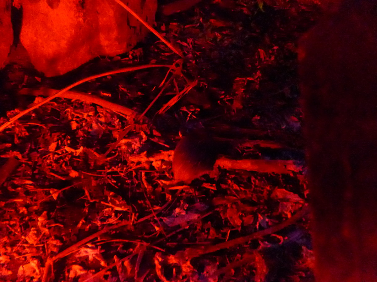 (191'555) - Kiwi am 26. April 2018 in Wellington, ZOO