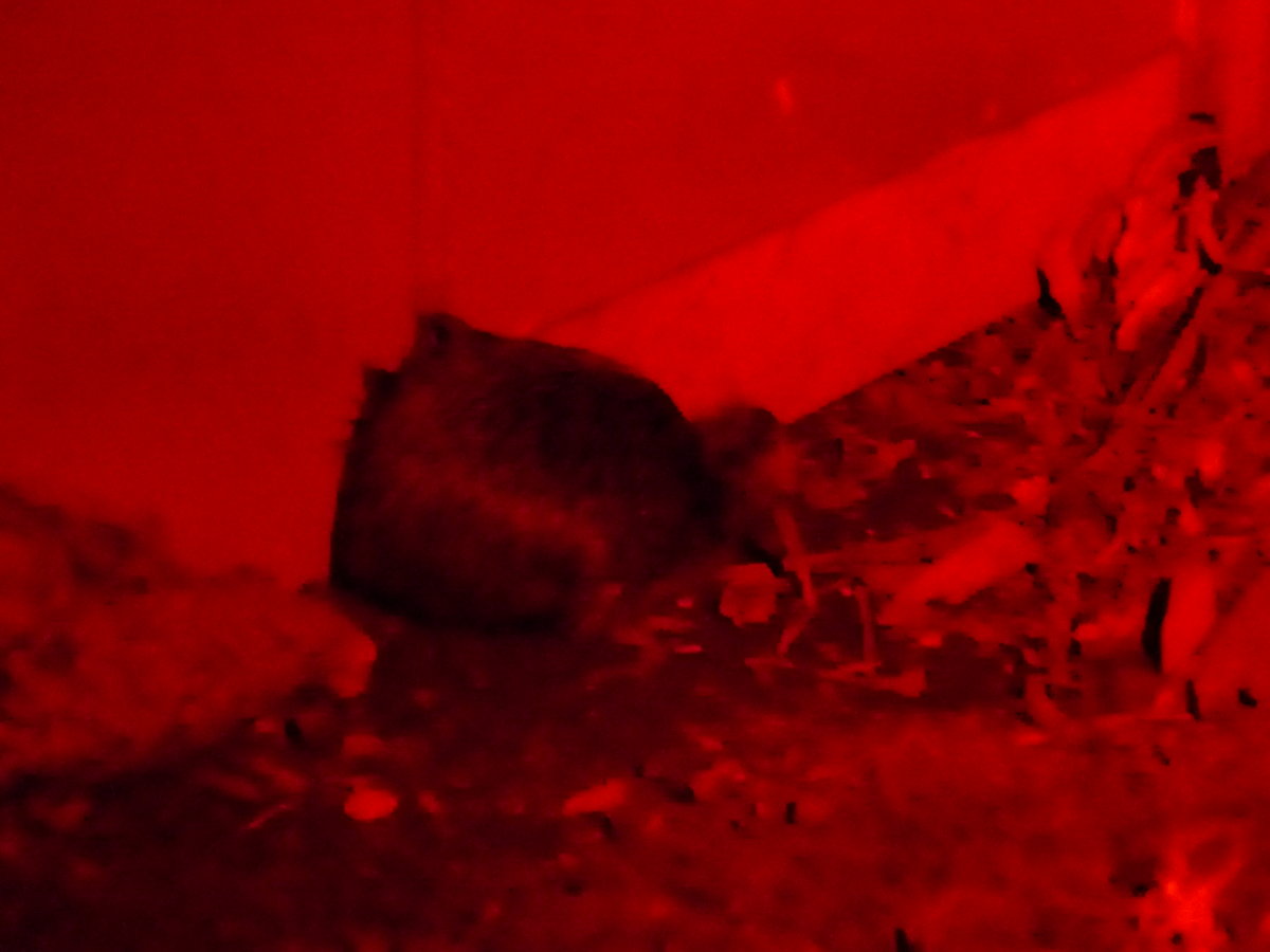 (191'556) - Kiwi am 26. April 2018 in Wellington, ZOO