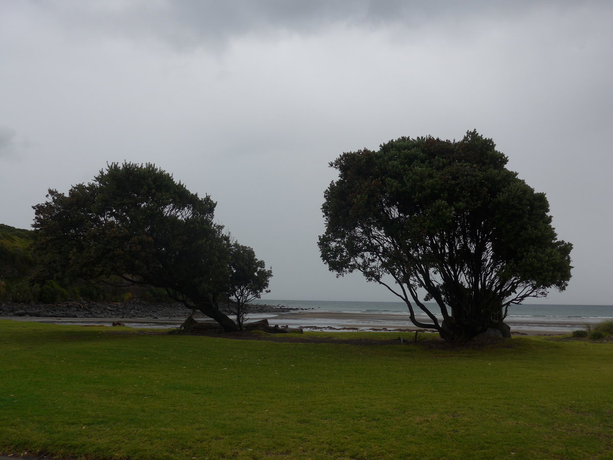 (191'827) - B�ume am 28. April 2018 am Strand von Opunake