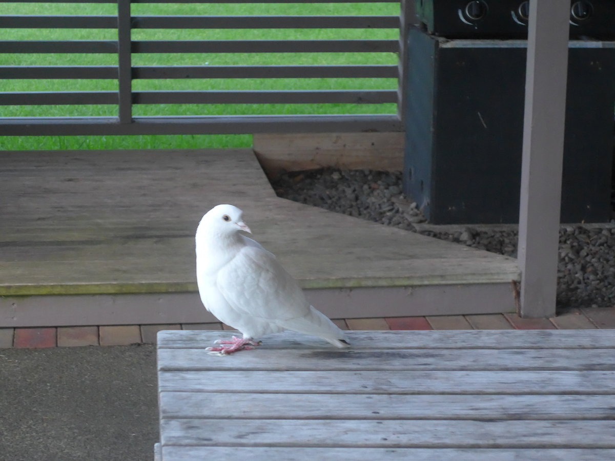 (191'837) - Eine zutrauliche Taube am 29. April 2018 in Opunake