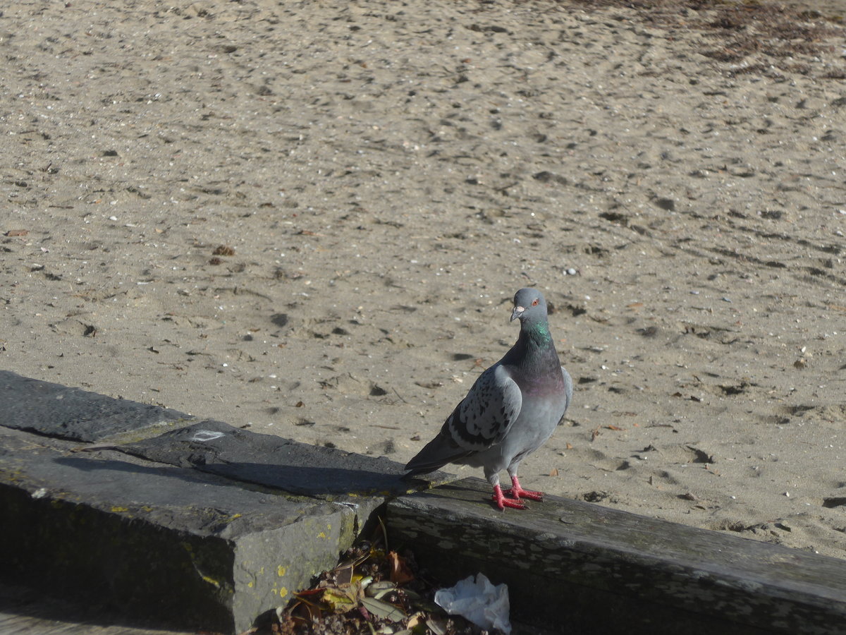 (191'914) - Taube am Strand von Auckland am 30. April 2018