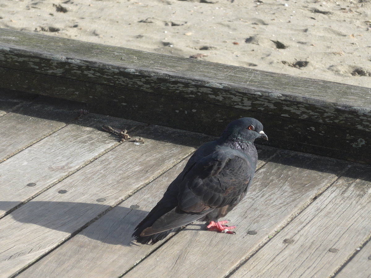 (191'915) - Taube am Strand von Auckland am 30. April 2018