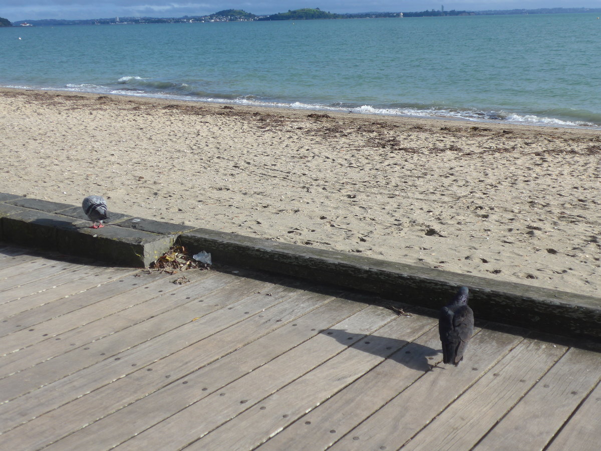 (191'916) - Zwei Tauben am Strand von Auckland am 30. April 2018