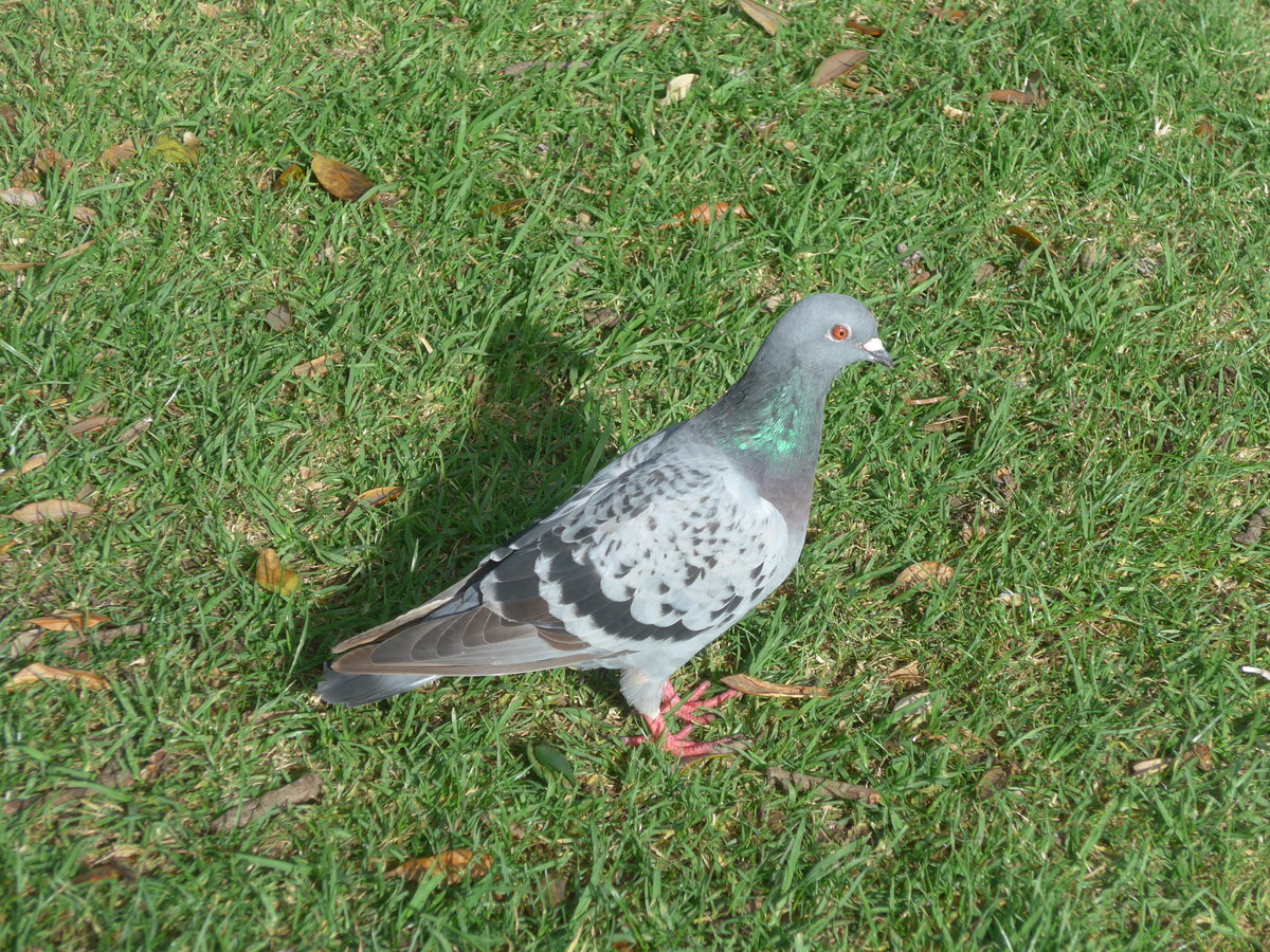 (191'917) - Taube am Strand von Auckland am 30. April 2018