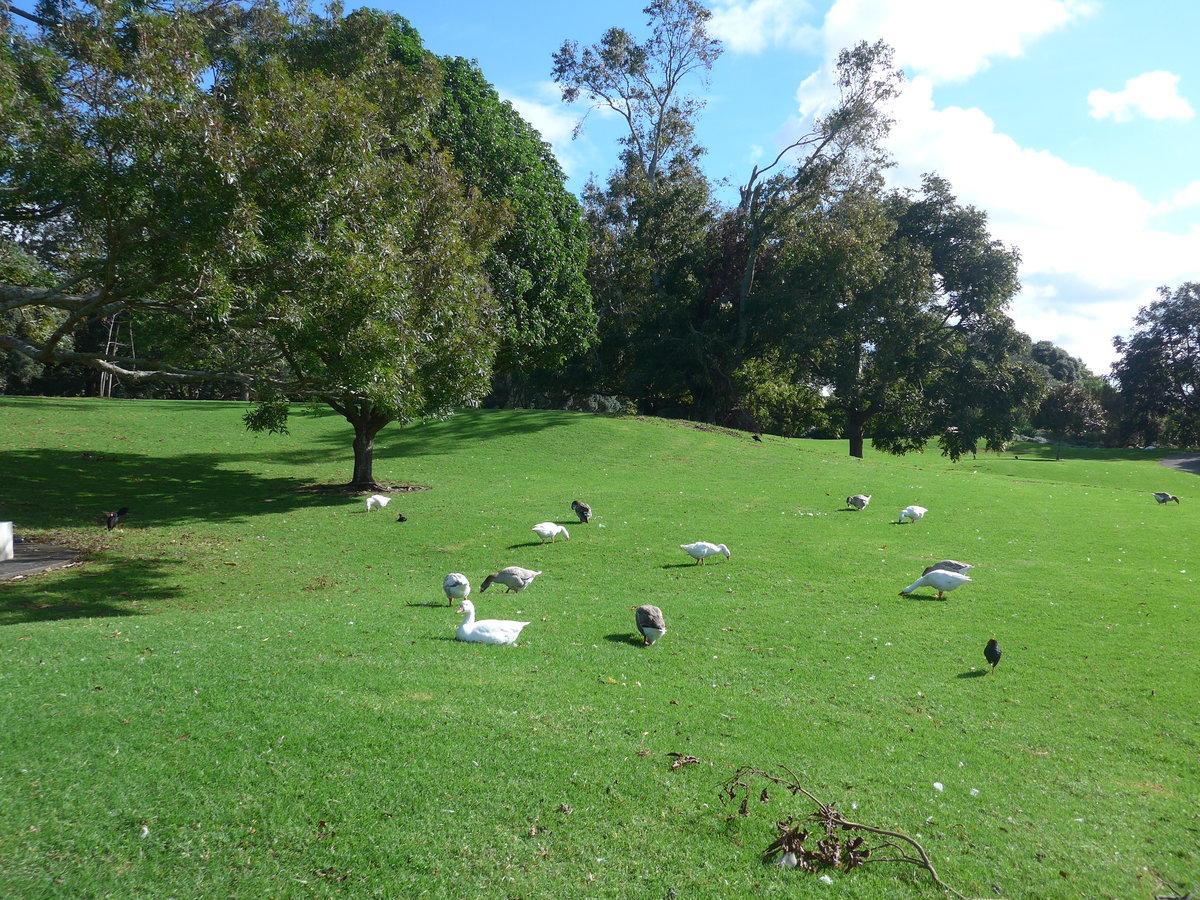 (192'204) - Schw�ne im Park von Motat am 1. Mai 2018 in Auckland 