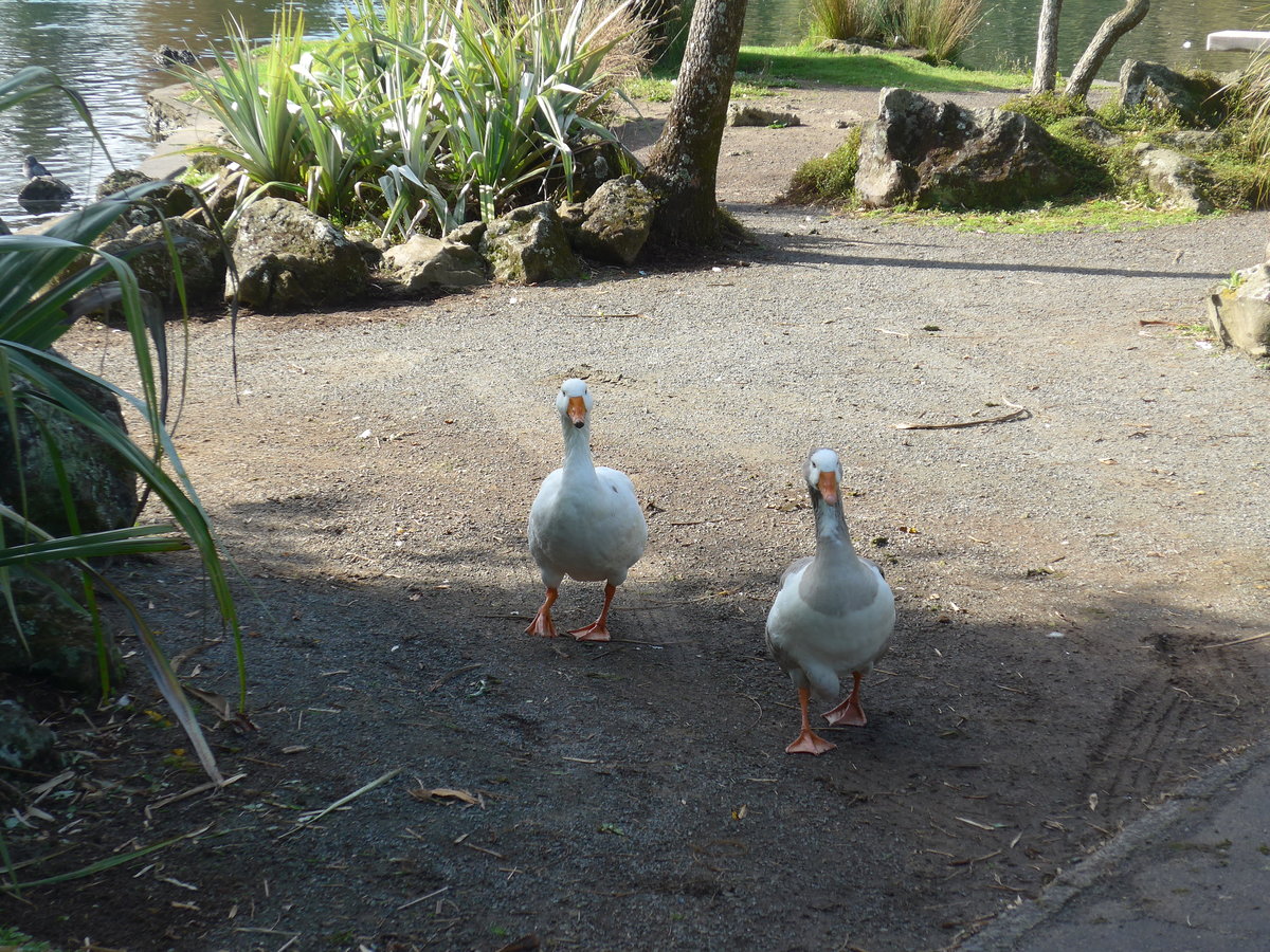 (192'206) - Zwei gwundrige Schw�ne im Park von Motat am 1. Mai 2018 in Auckland