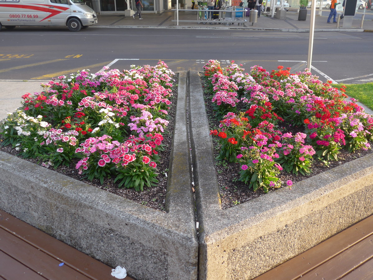 (192'218) - Blumen am 1. Mai 2018 beim Airport von Auckland