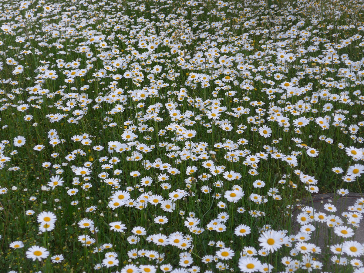 (192'934) - Margritenwiese am 9. Mai 2018 in Thun-Lerchenfeld