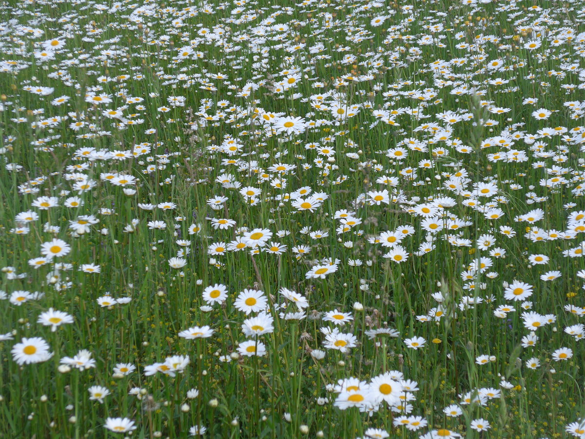 (192'935) - Margritenwiese am 9. Mai 2018 in Thun-Lerchenfeld