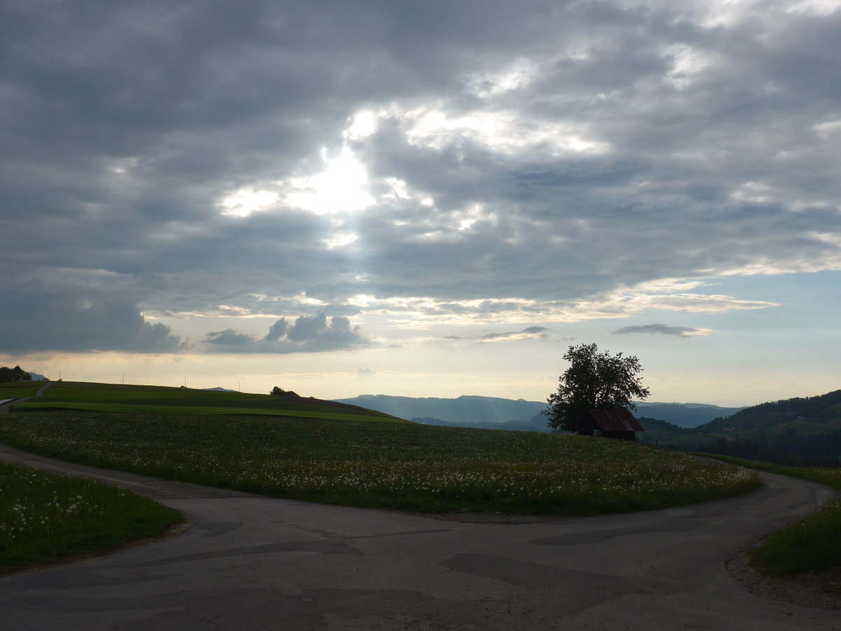 (192'964) - Landschaft mit Baum am 11. Mai 2018 oberhalb Fahrni