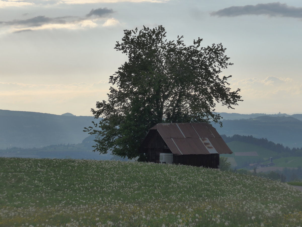 (192'966) - Baum und Scheune am 11. Mai 2018 bei Fahrni