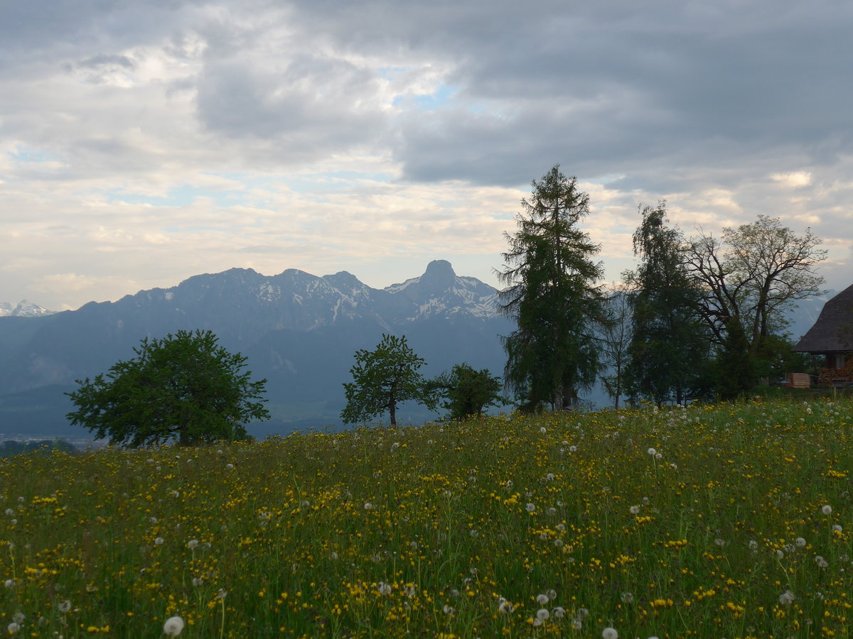 (192'970) - Stockhorn und B�ume am 11. Mai 2018 oberhalb Fahrni