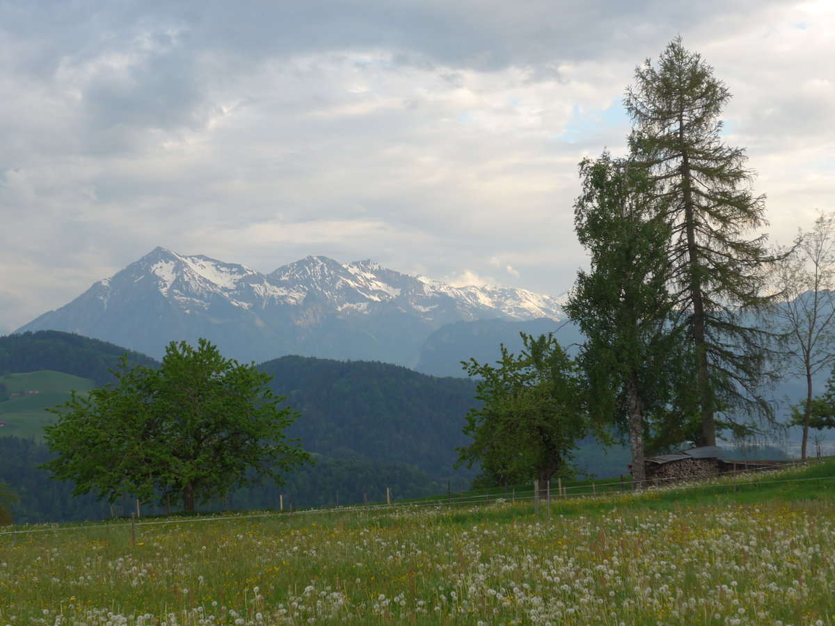 (192'971) - Der Niesen und B�ume am 11. Mai 2018 oberhalb Fahrni