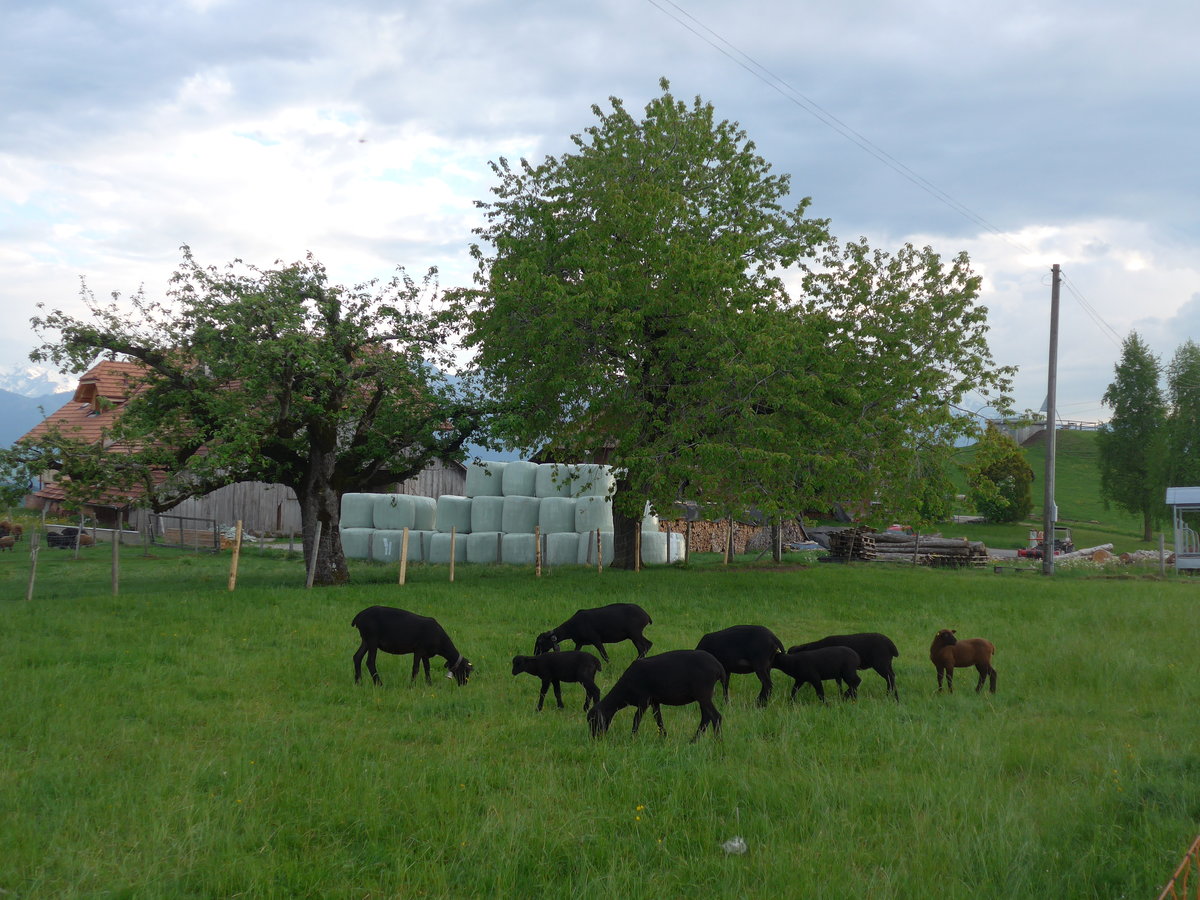 (192'972) - Schafe am 11. Mai 2018 oberhalb von Fahrni