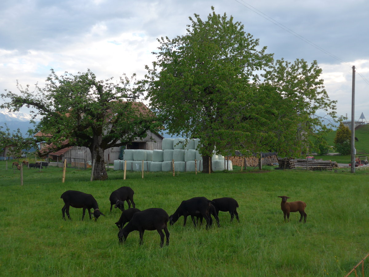 (192'973) - Schafe am 11. Mai 2018 oberhalb von Fahrni