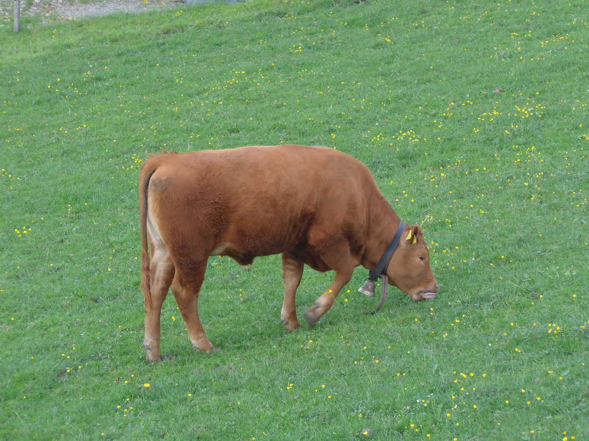 (192'979) - Rind bei der Lueg am 11. Mai 2018 ob Fahrni